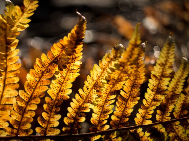 plants, Ferns, Sunlight HD Wallpaper Desktop Background