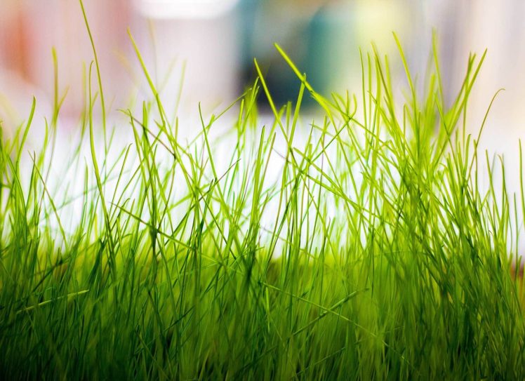 macro, Grass, Plants HD Wallpaper Desktop Background