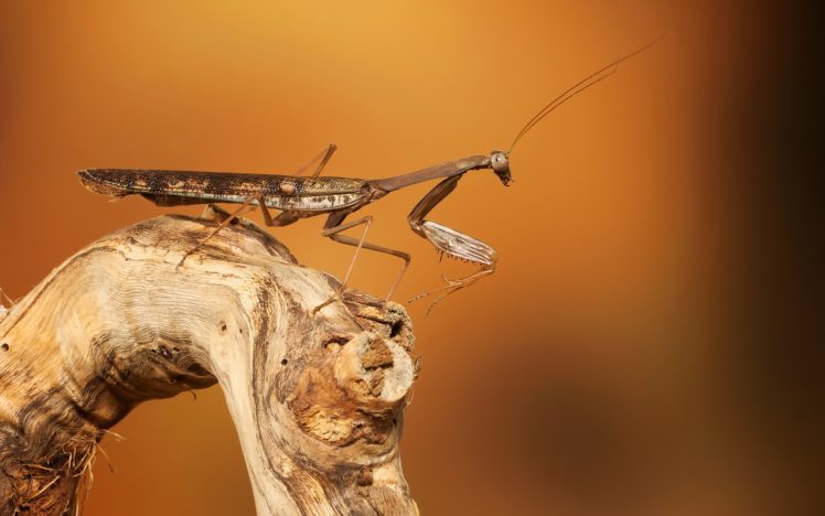 animals, Insect, Mantis, Macro HD Wallpaper Desktop Background