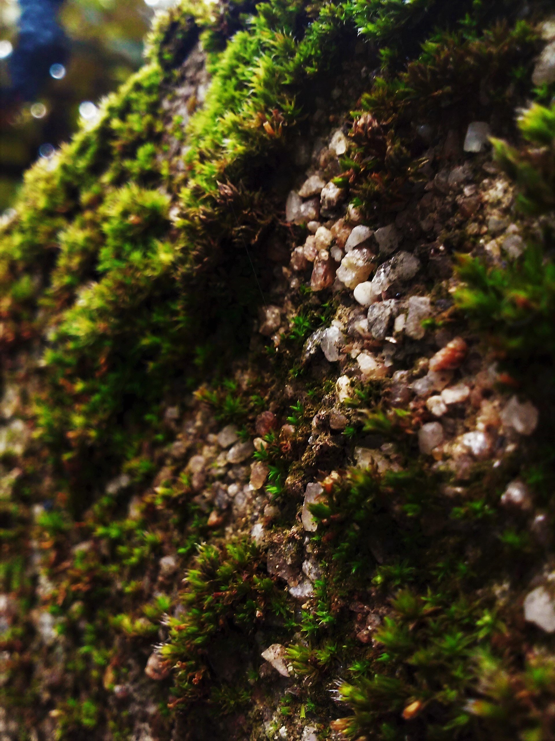 moss, Pebbles Wallpaper