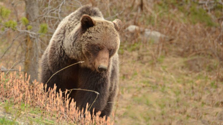 Grizzly Bears, Animals HD Wallpaper Desktop Background