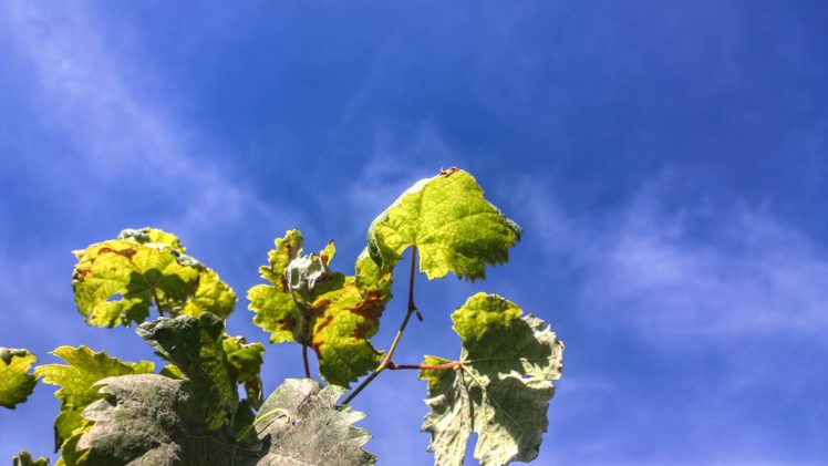 leaves, Sky, Clouds, Depth of field, Photography HD Wallpaper Desktop Background
