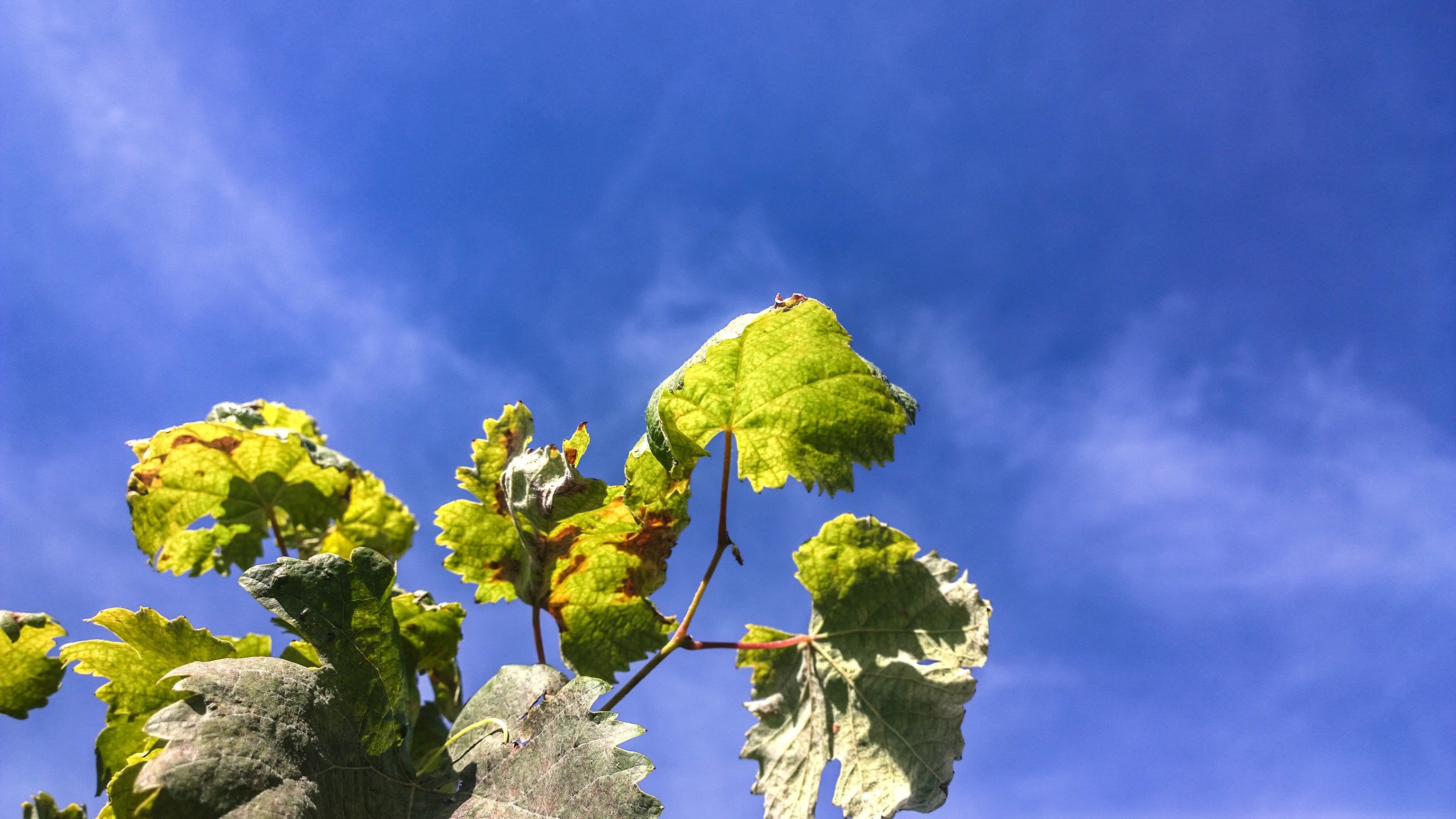 leaves, Sky, Clouds, Depth of field, Photography Wallpaper