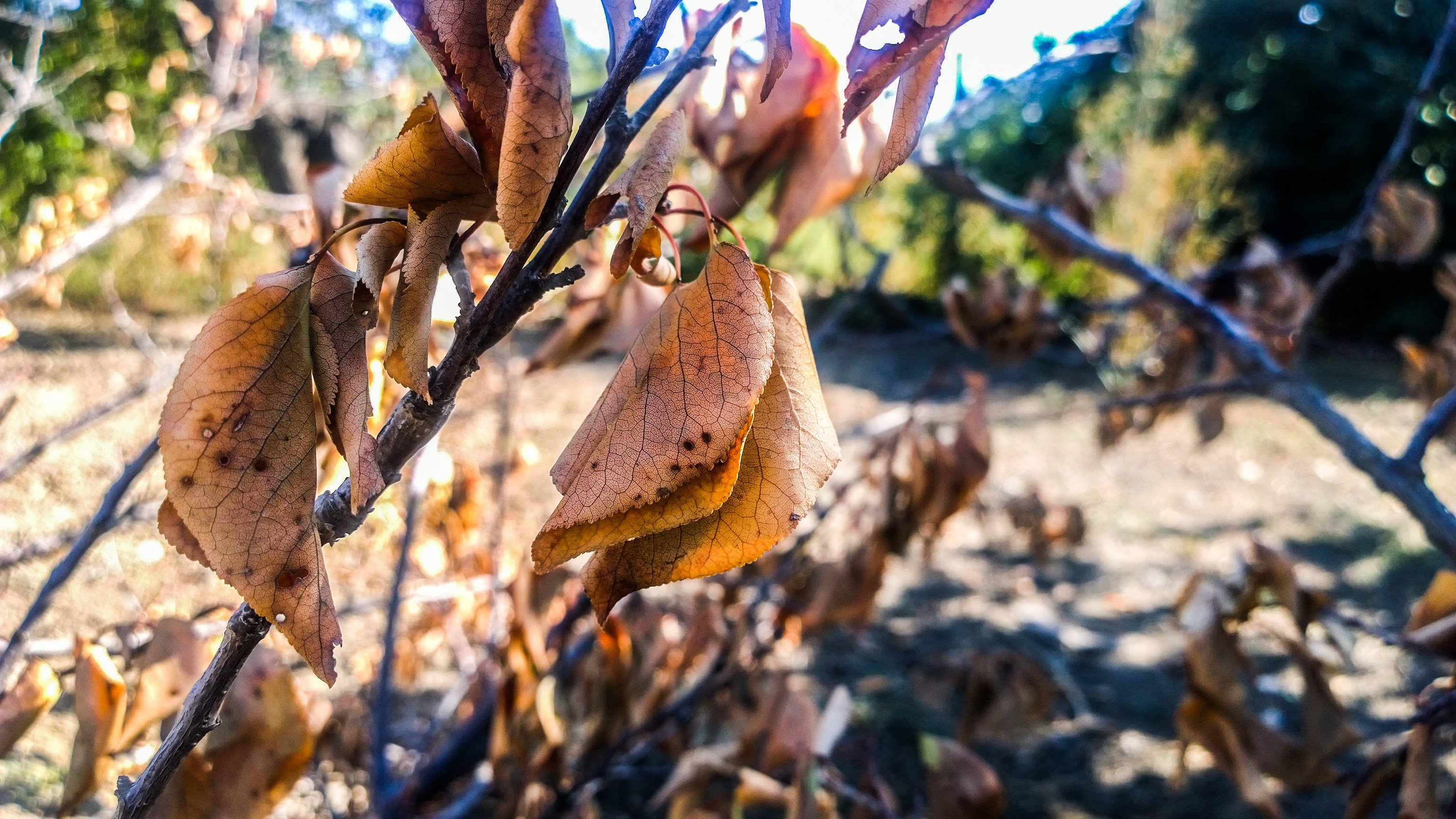 fall, Dead trees, Warm colors, Leaves, Plants Wallpaper