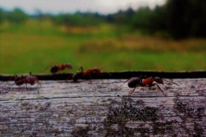 ants, Insect, Wood