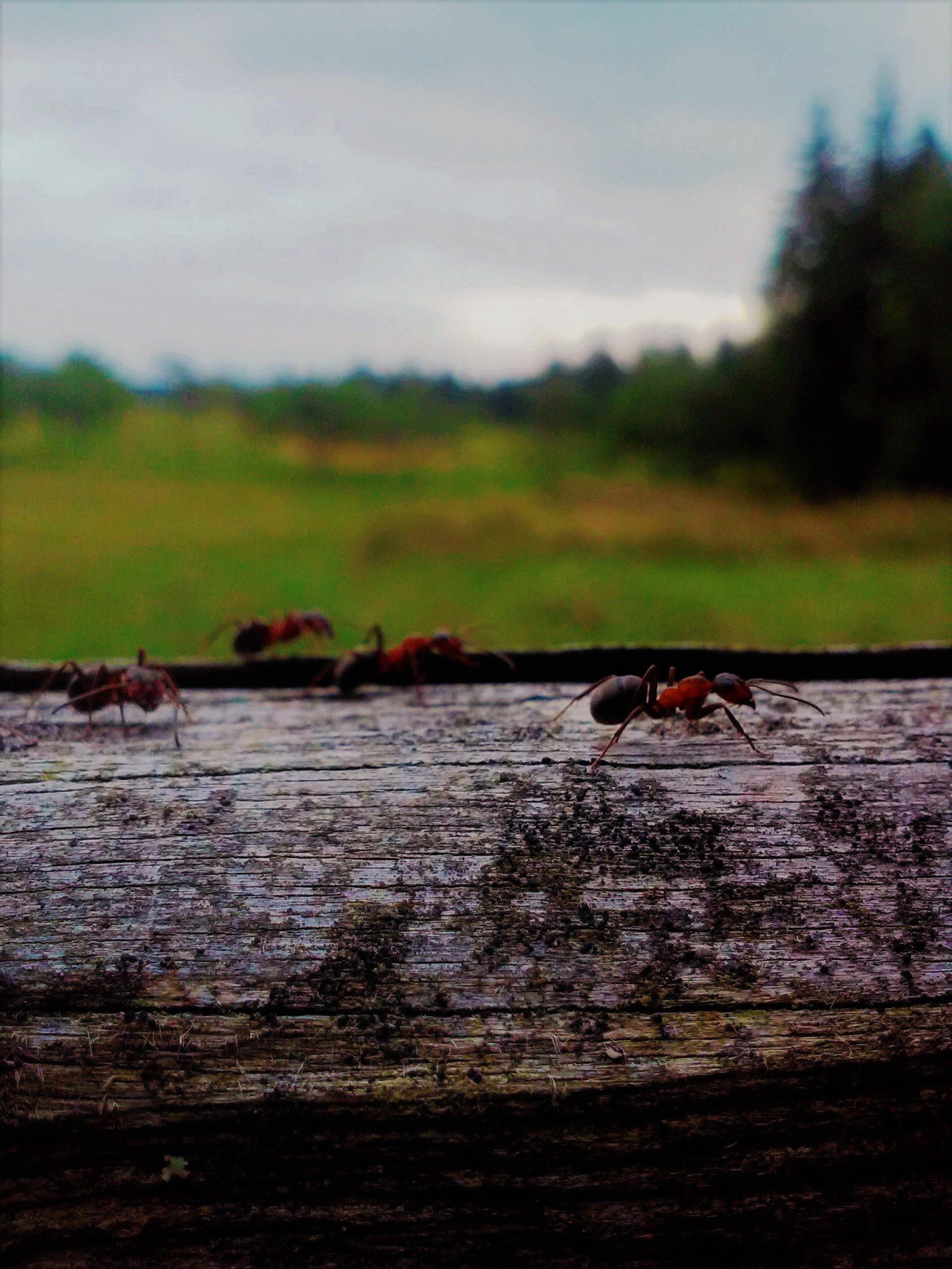 ants, Insect, Wood Wallpaper