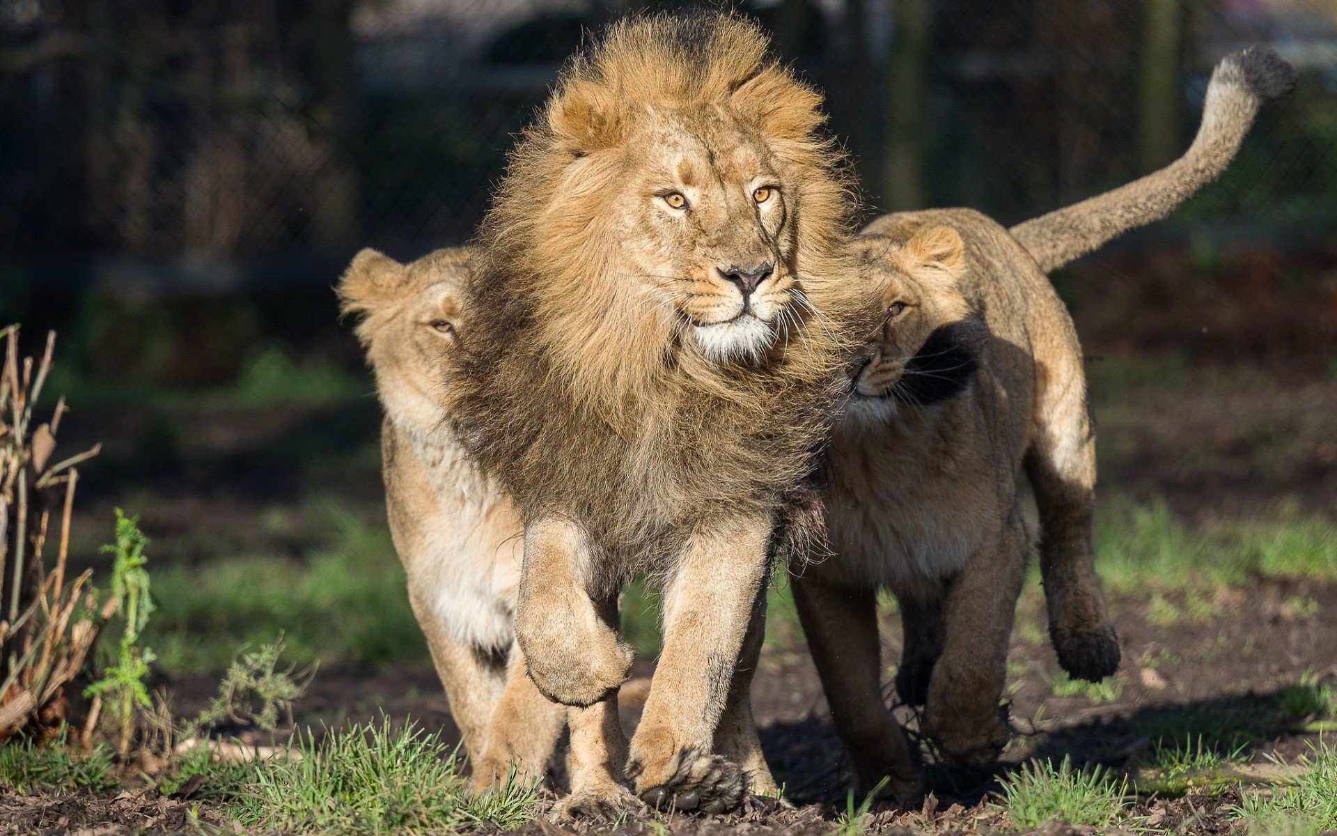 big cats, Lion, Animals Wallpaper