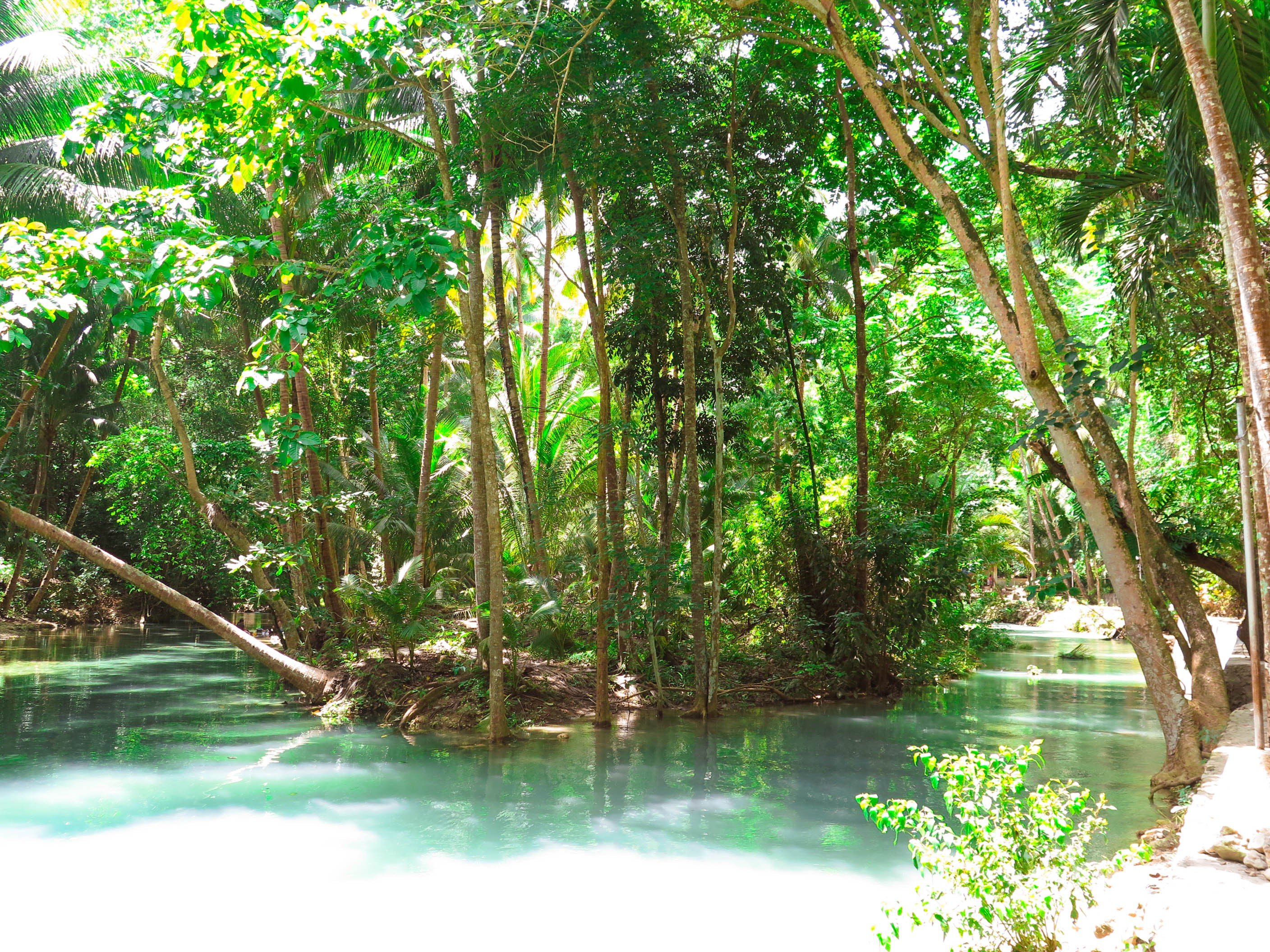 forest, Philippines, River, Jungle, Leaves, Trees Wallpaper