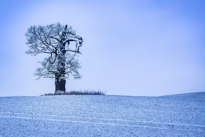 nature, Trees, Winter, Ice, Snow, Landscape