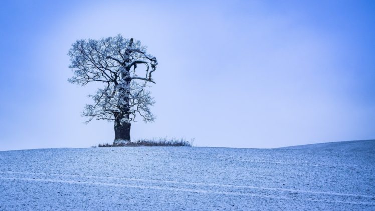 nature, Trees, Winter, Ice, Snow, Landscape HD Wallpaper Desktop Background