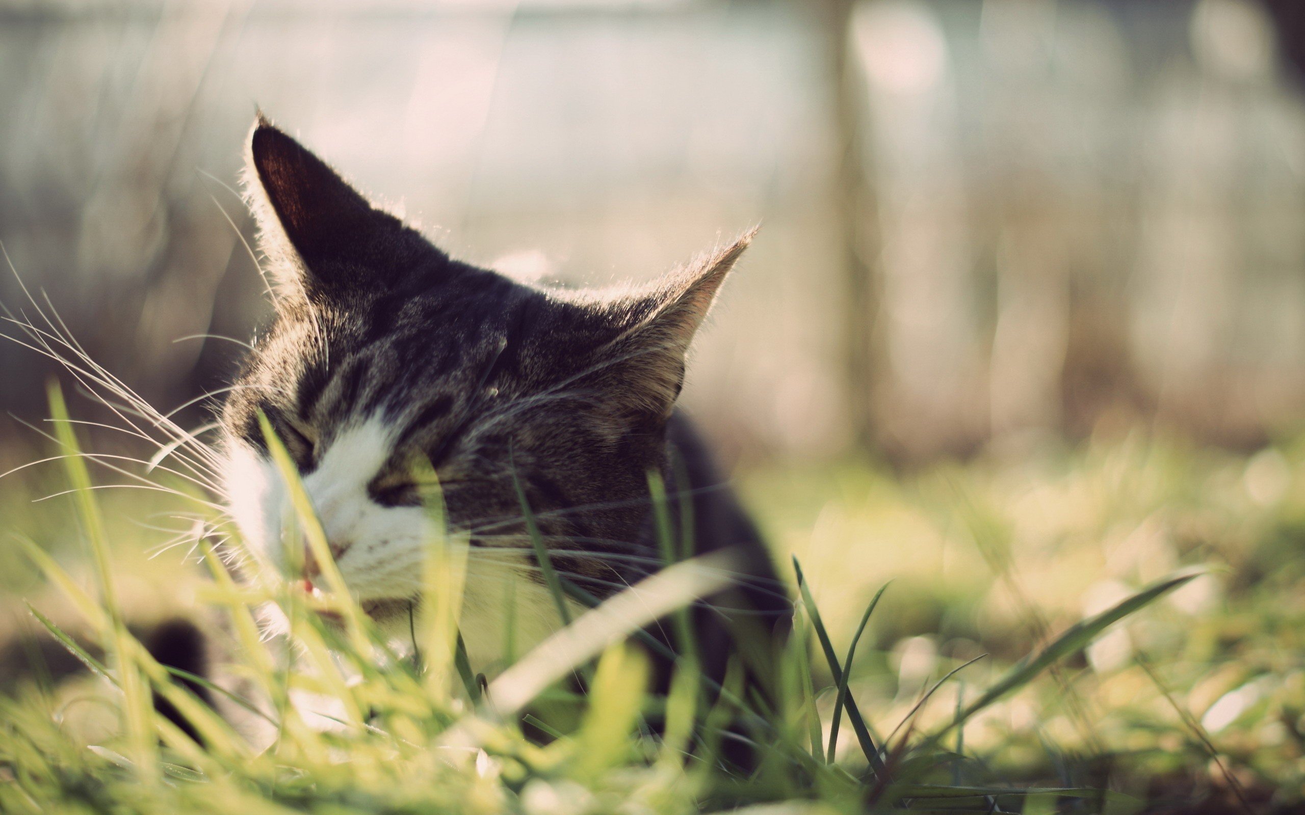 animals, Cat, Grass Wallpaper