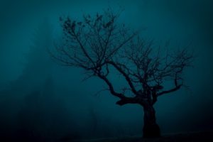 trees, Spooky, Landscape, Night, Nature