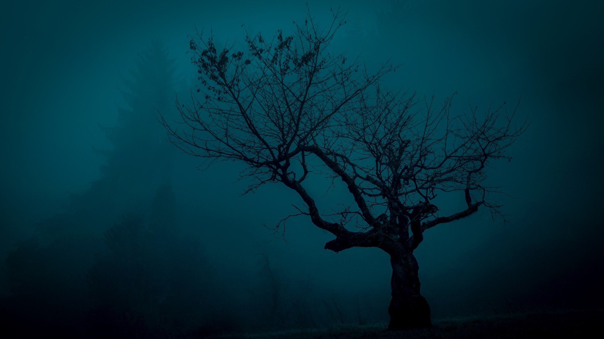trees, Spooky, Landscape, Night, Nature Wallpaper