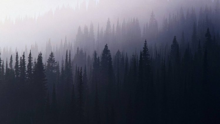 Picture Of A Spruce Forest On A Cold Foggy Day Stock Photo  Download Image  Now  Forest Pine Tree Fog  iStock