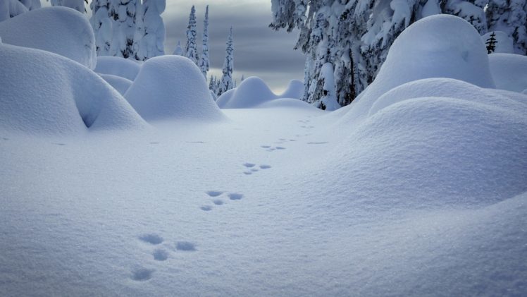 winter, Snow, Trees, Nature, Landscape HD Wallpaper Desktop Background