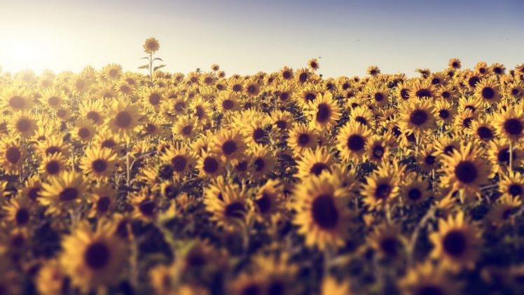 field, Flowers, Sunlight, Sunflowers HD Wallpaper Desktop Background