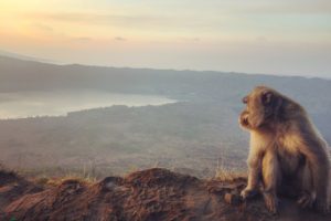 Bali, Monkey, Volcano, Sunrise