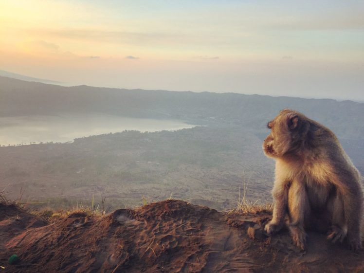 Bali, Monkey, Volcano, Sunrise HD Wallpaper Desktop Background