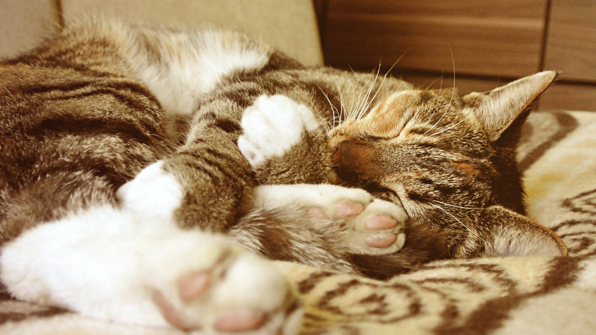 cat, Animals, Sleeping Wallpaper