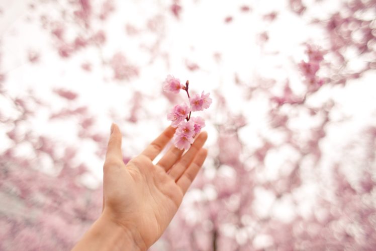hands, Nature, Flowers, Depth of field, Blossoms, Bokeh HD Wallpaper Desktop Background