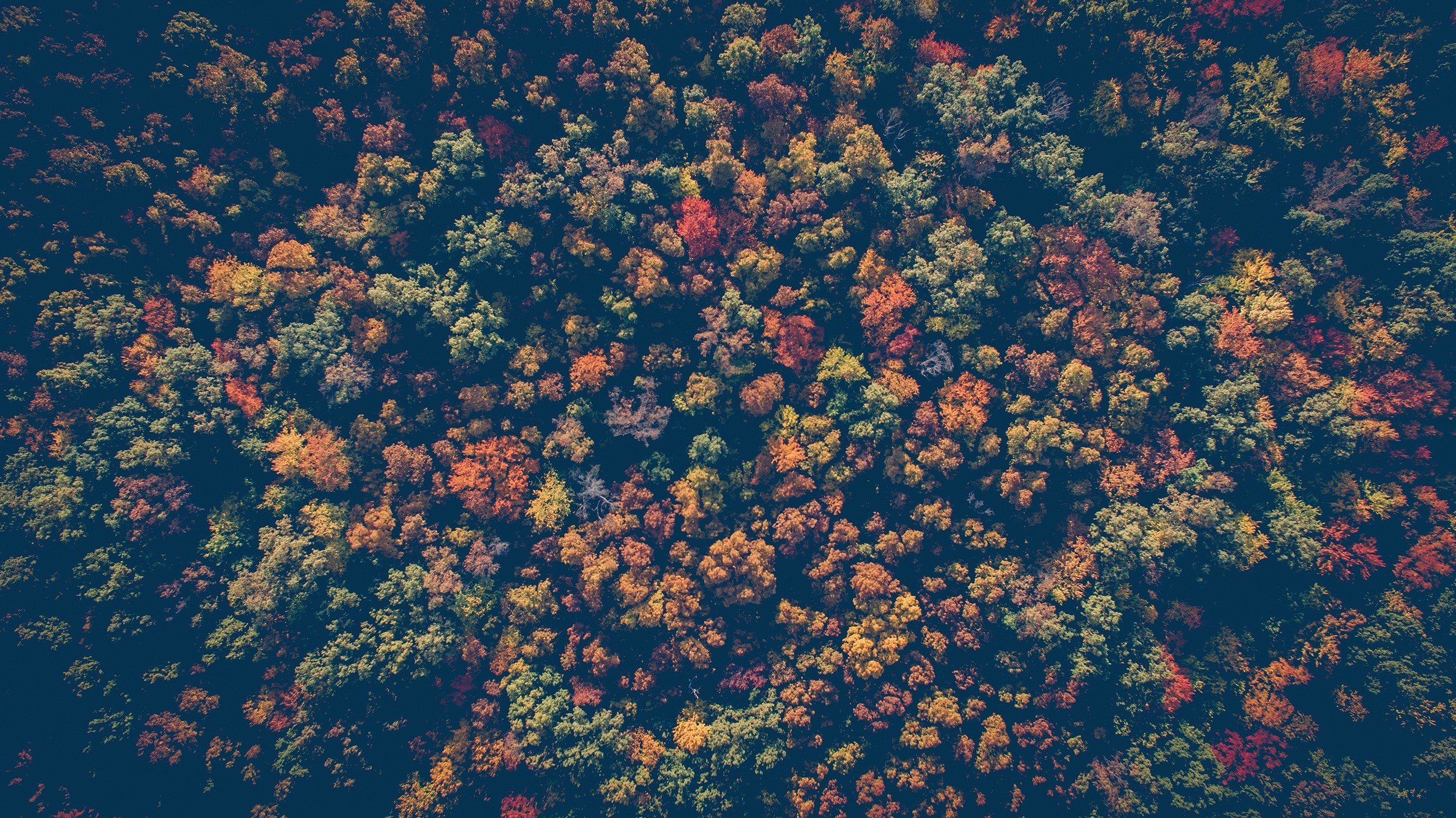 nature, Trees Wallpaper
