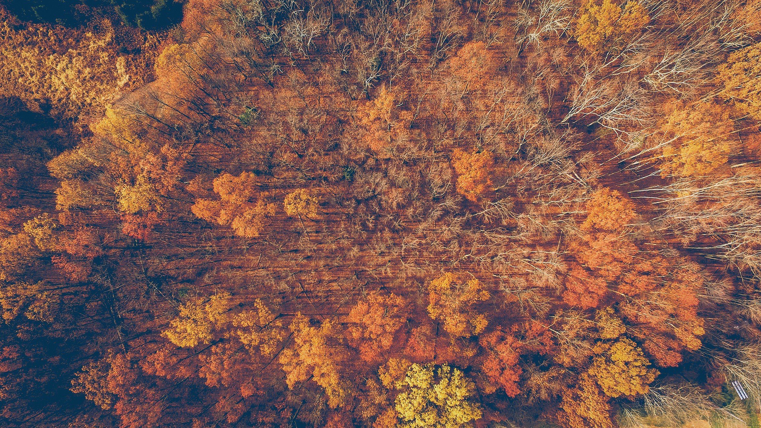 nature, Trees Wallpaper