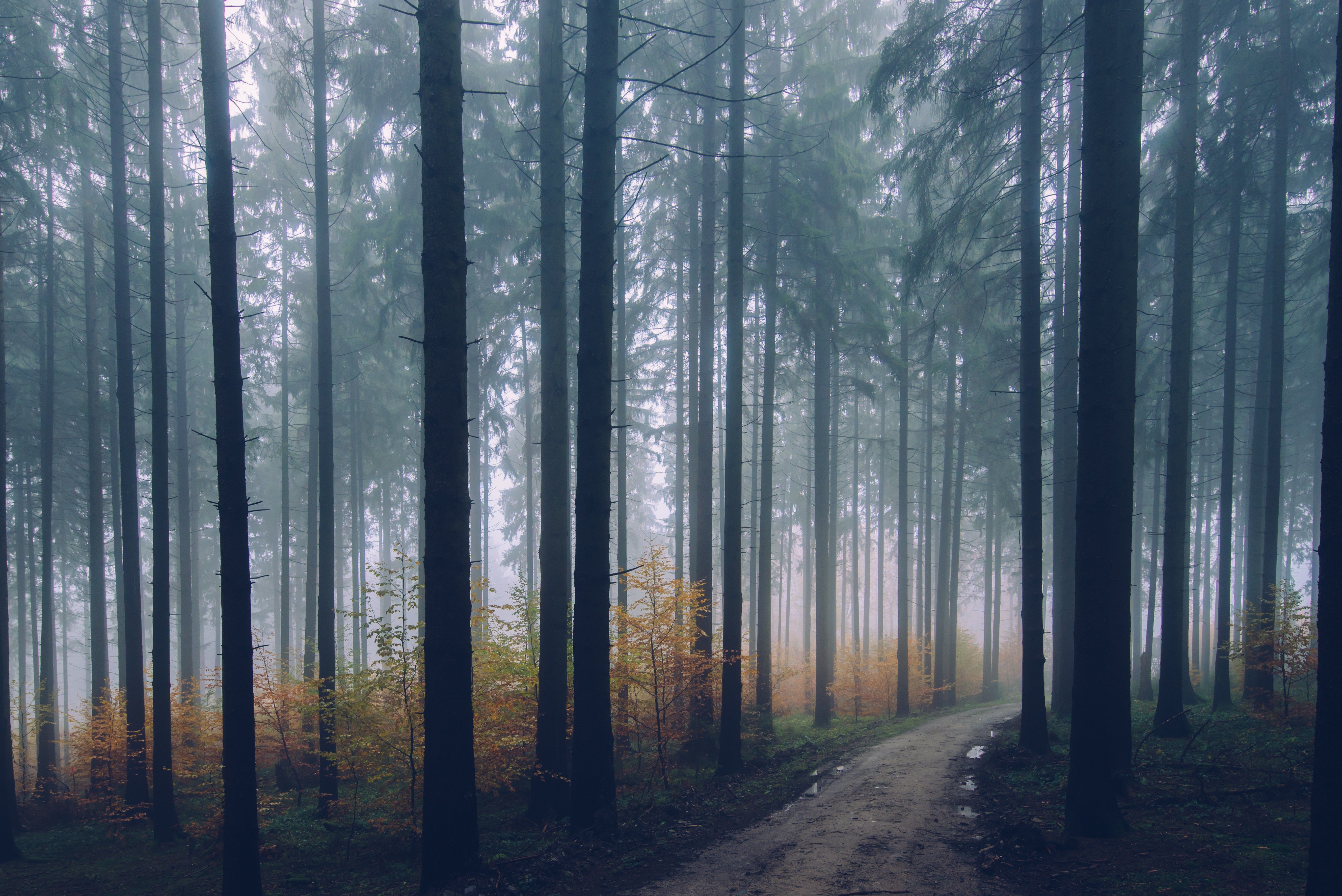 nature, Trees, Road, Path, Forest, Mist, Depth of field HD Wallpapers