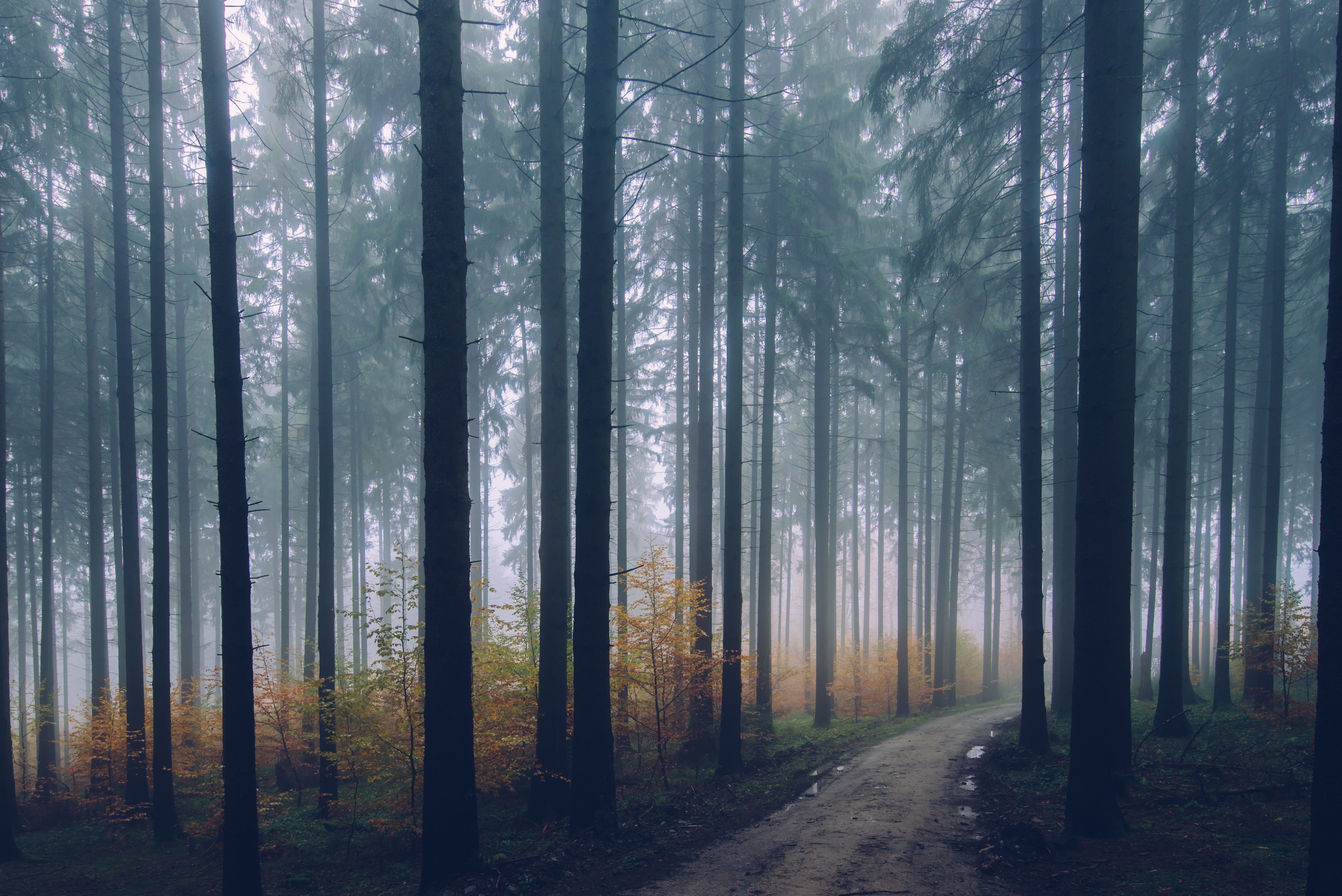 nature, Trees, Road, Path, Forest, Mist, Depth of field Wallpaper