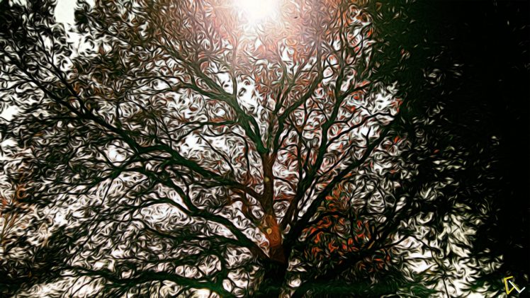 nature, Sun rays, Photoshop, Sun, Trees HD Wallpaper Desktop Background