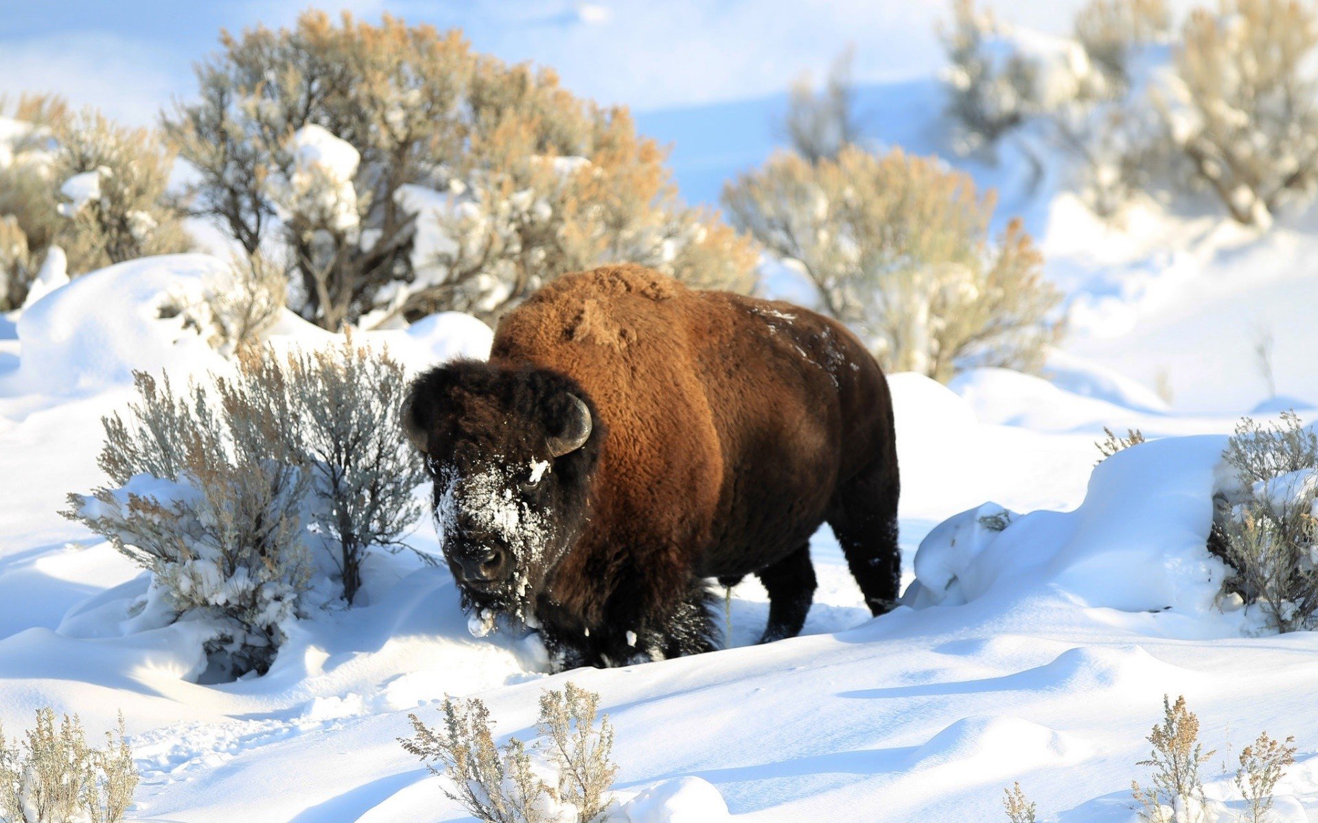 bison, Snow, Animals, Nature Wallpaper