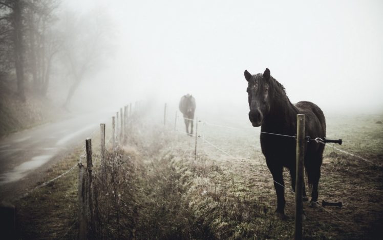 horse, Mist, Landscape, Animals HD Wallpaper Desktop Background