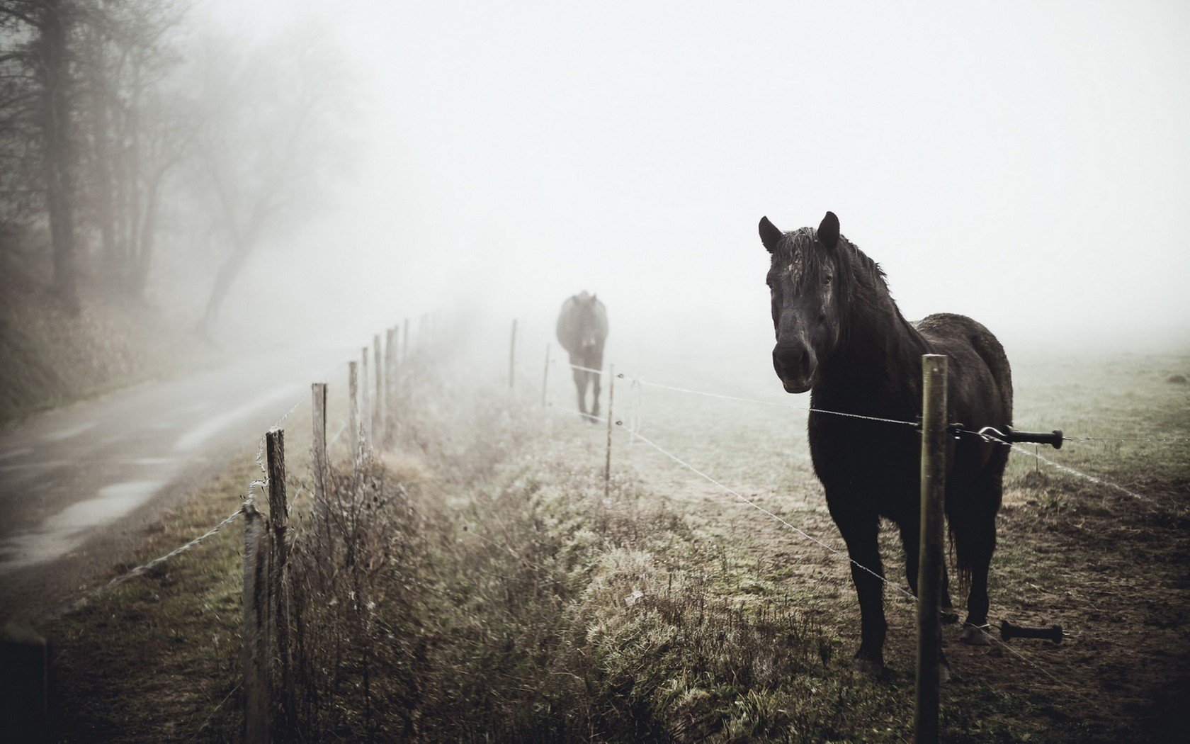 horse, Mist, Landscape, Animals Wallpaper