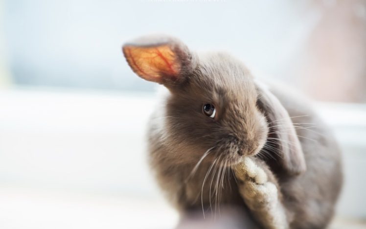 animals, Rabbits HD Wallpaper Desktop Background