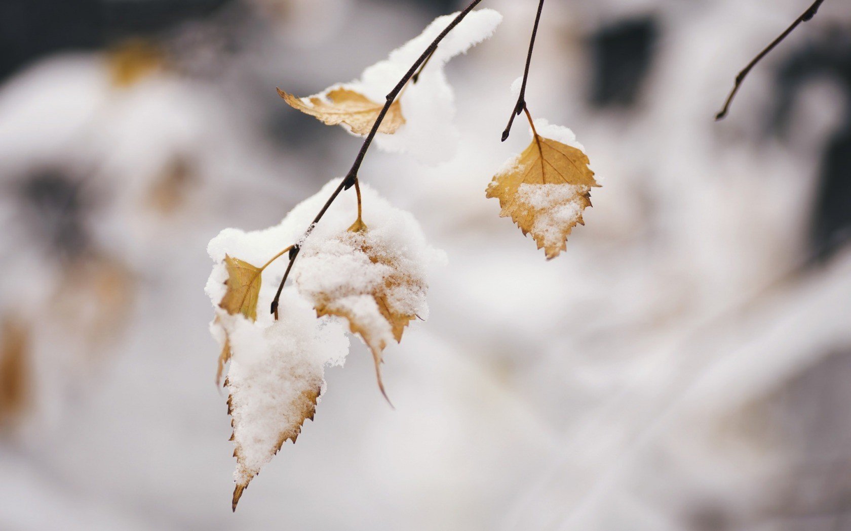 winter, Snow, Leaves, Cold Wallpaper