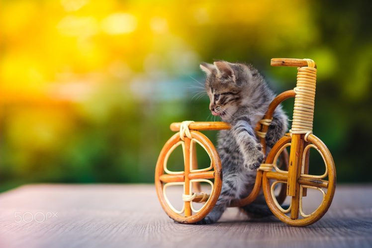 nature, Animals, Cat, Kittens, Baby animals, Bicycle, Miniatures, Wood, Wooden surface, Depth of field, Outdoors HD Wallpaper Desktop Background