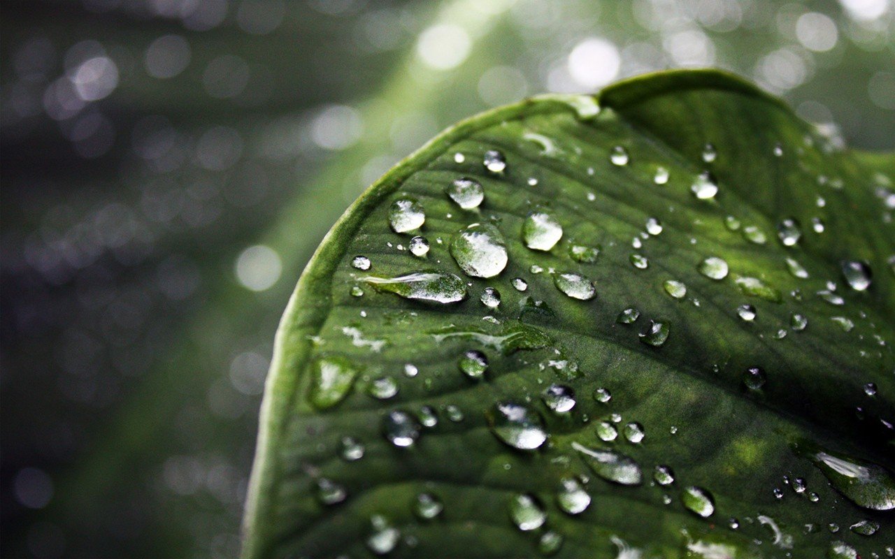 water drops, Leaves Wallpaper