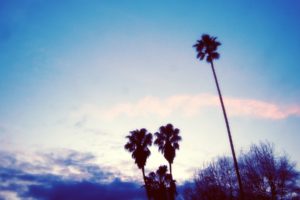 palm trees, Sky