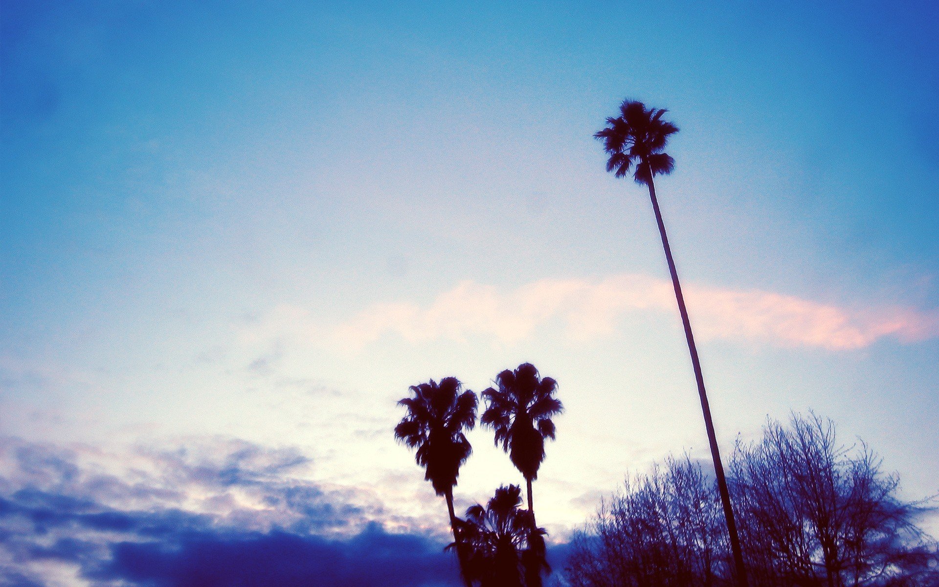 palm trees, Sky Wallpaper