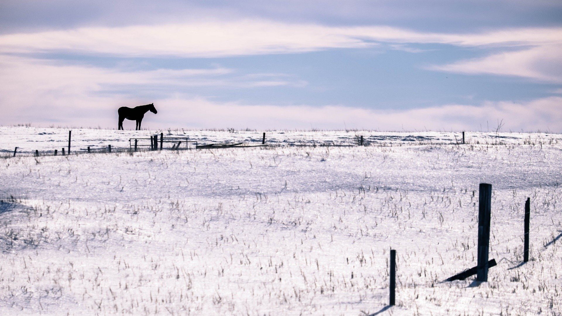 horse, Winter, Animals, Landscape Wallpaper