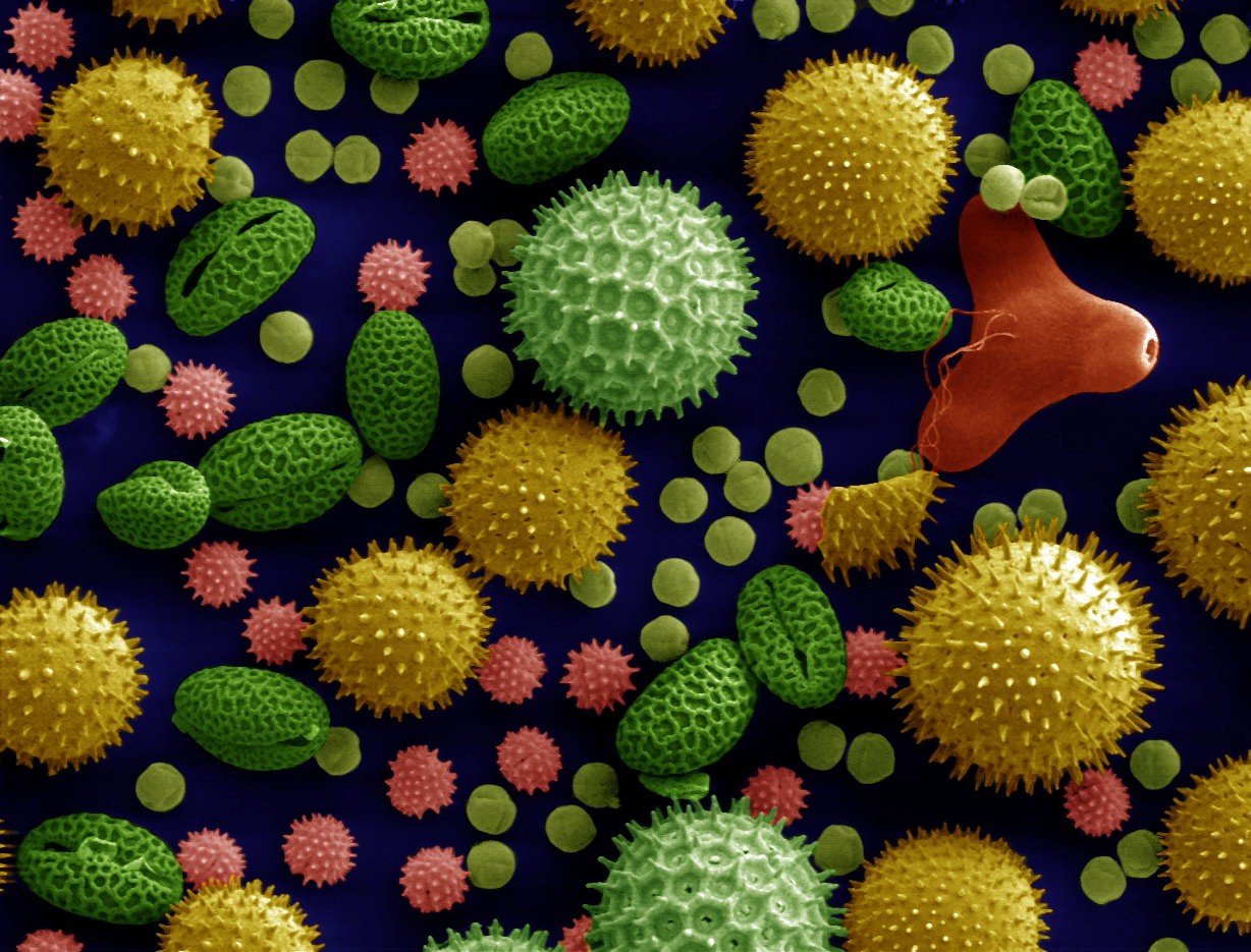 microscopic, Macro, Colorful, Miniatures, Science, Pollen, Colorized photos, Grain, Chemistry Wallpaper