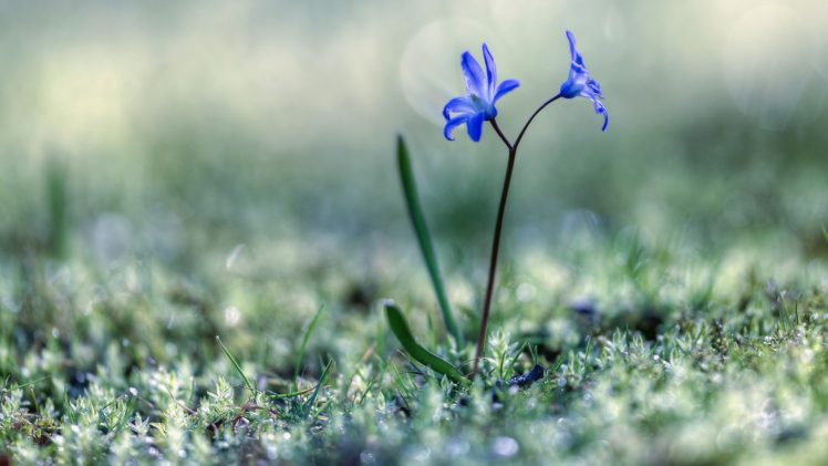 plants, Grass, Macro, Flowers, Blue flowers HD Wallpaper Desktop Background