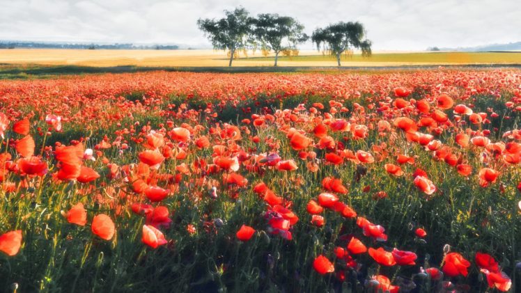 flowers, Field, Landscape HD Wallpaper Desktop Background