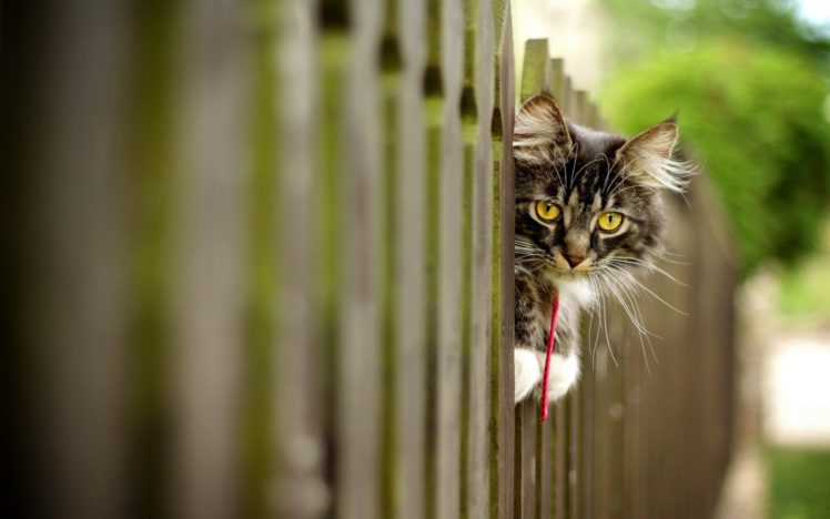 cat, Fence, Animals HD Wallpaper Desktop Background