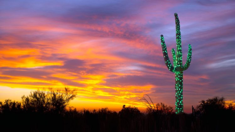 nature, Landscape, Arizona, USA, Trees, Forest, Cactus, Lights, Sunset, Clouds HD Wallpaper Desktop Background