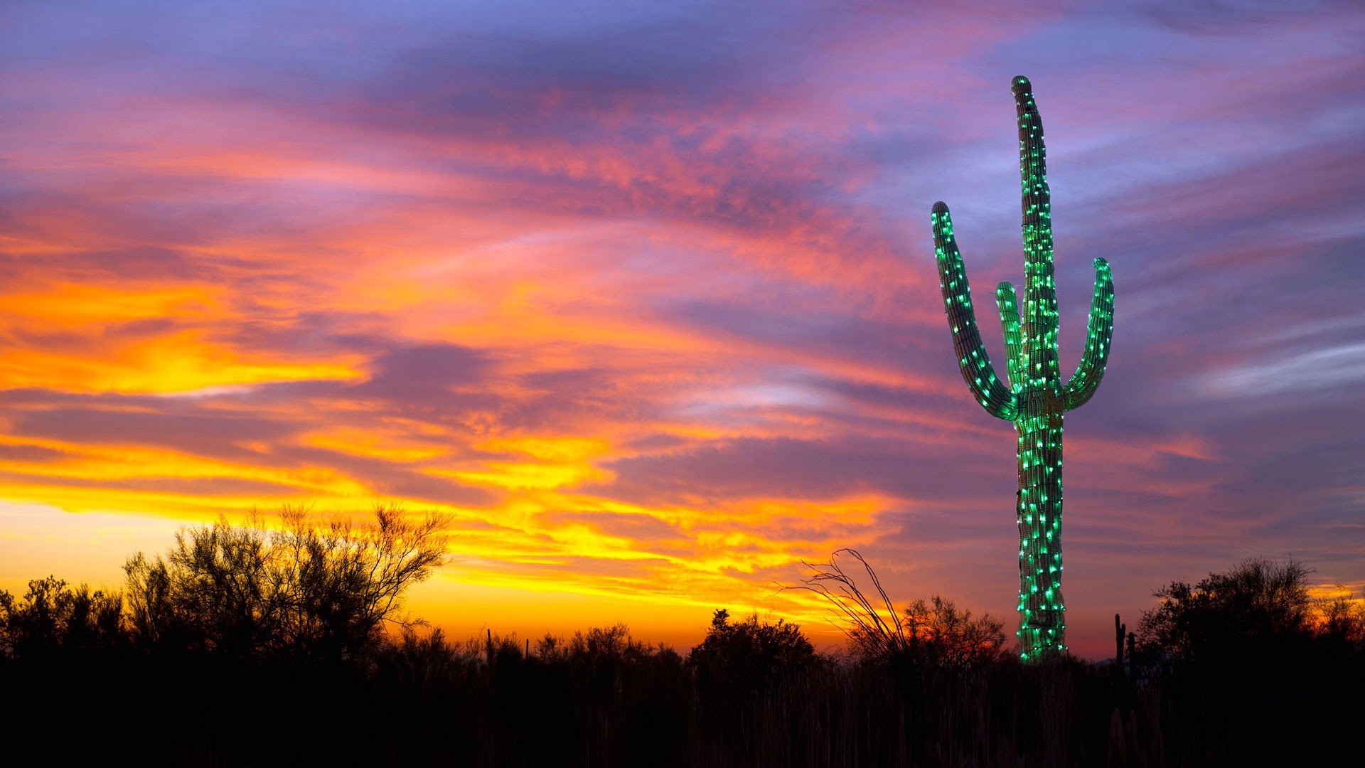 nature, Landscape, Arizona, USA, Trees, Forest, Cactus, Lights, Sunset, Clouds Wallpaper