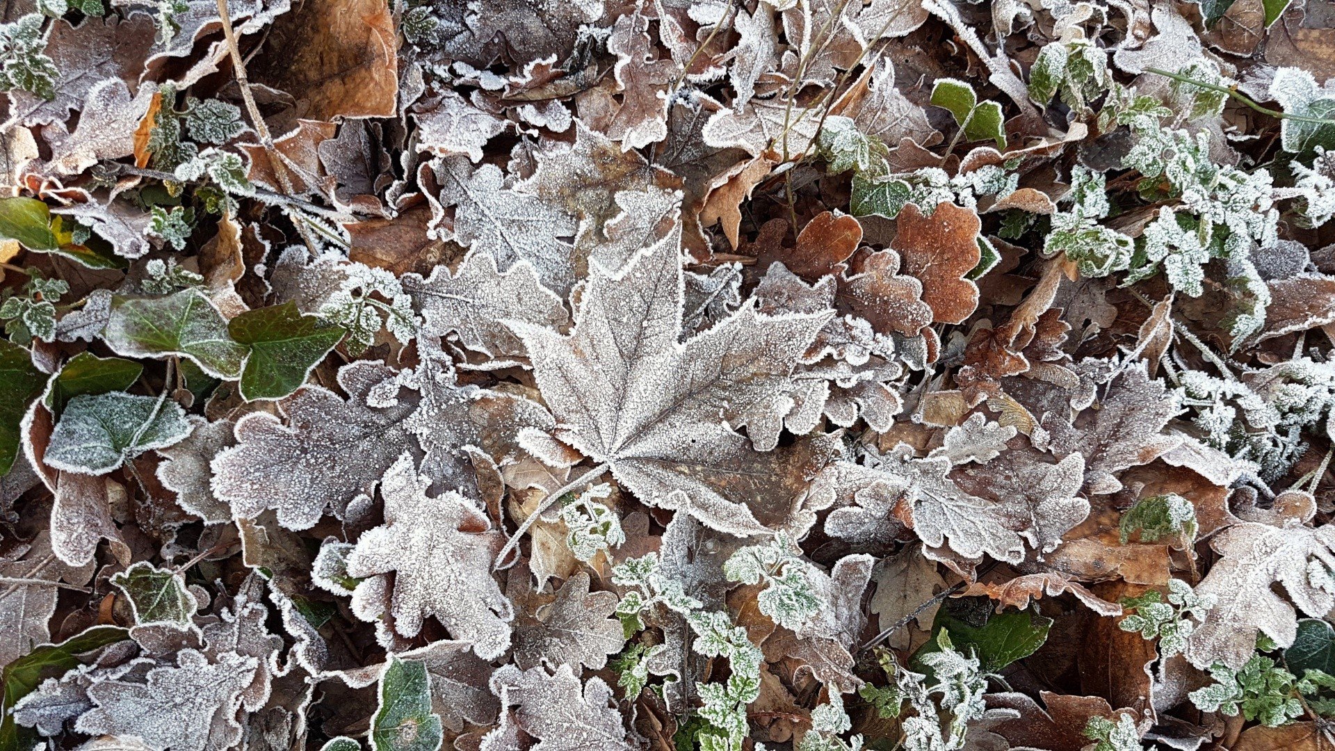 cold, Ice, Winter, Leaves Wallpaper
