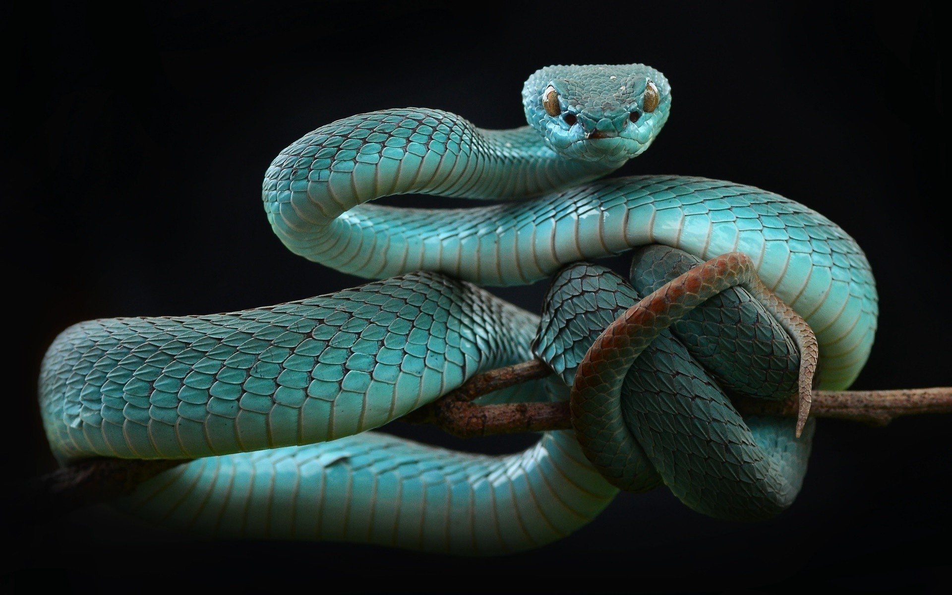 snake, Animals, Reptiles HD Wallpapers / Desktop and Mobile Images & Photos