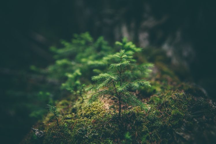moss, Depth of field, Plants, Spruce, Fir HD Wallpaper Desktop Background