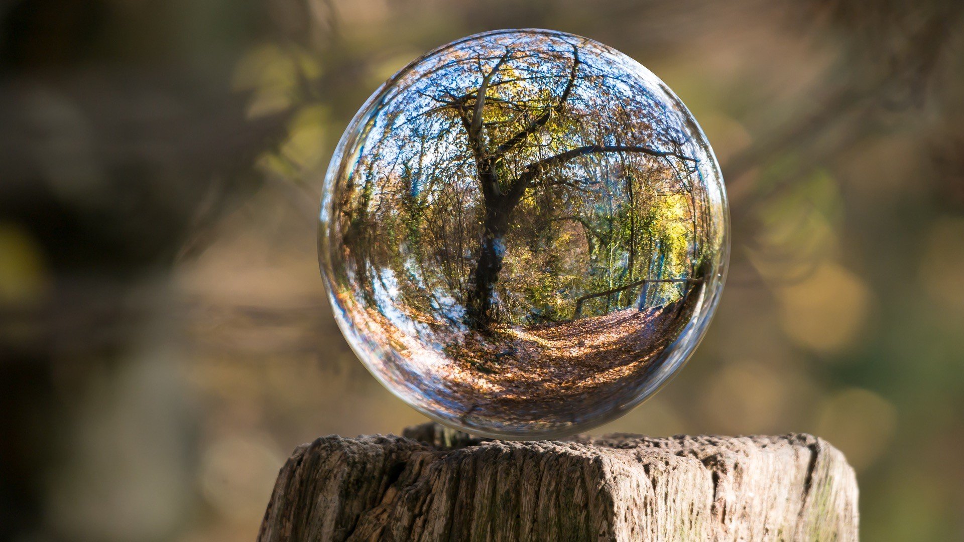 nature, Landscape, Trunks, Wood, Sphere, Glass, Reflection, Trees, Fall, Leaves, Depth of field, Distortion Wallpaper