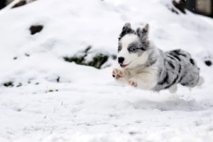 snow, Winter, Dog, Animals, Baby animals